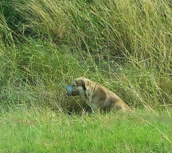 Although the dog was diagnosed with hear...