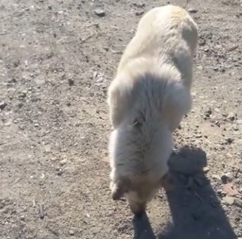 This good Samaritan used warm water to h...