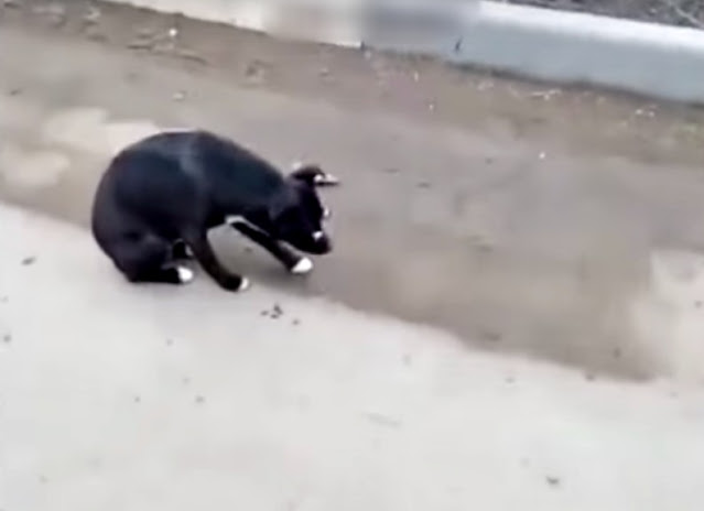 Extra image from article