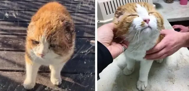 Concerned for the stray's wellbeing, Isa...