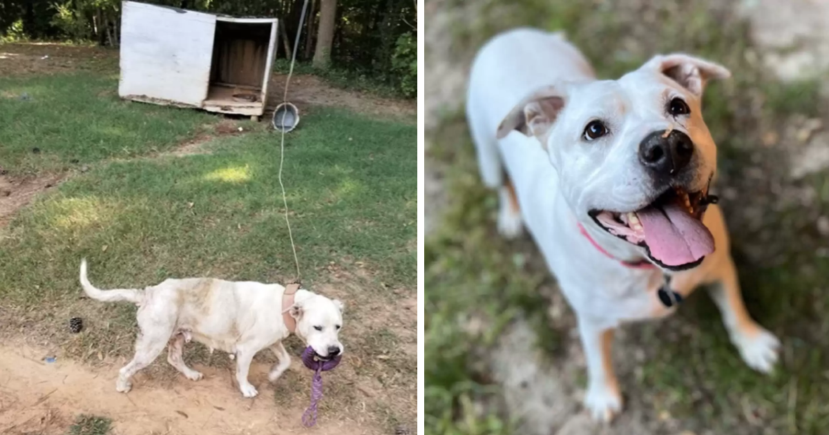Rescued Senior Dog Maggie Finds Love and a Forever Home After a Tough Start