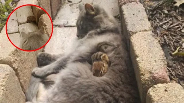 This tale began when a chipmunk wandered...