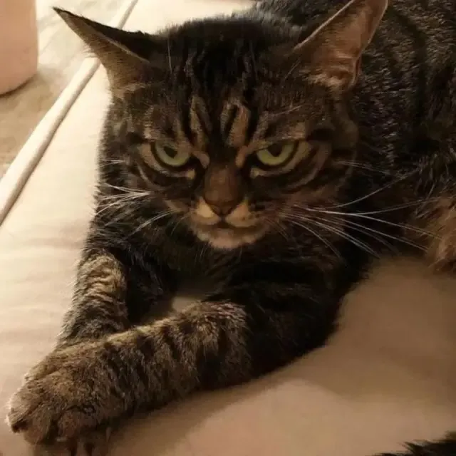 Extra image from article