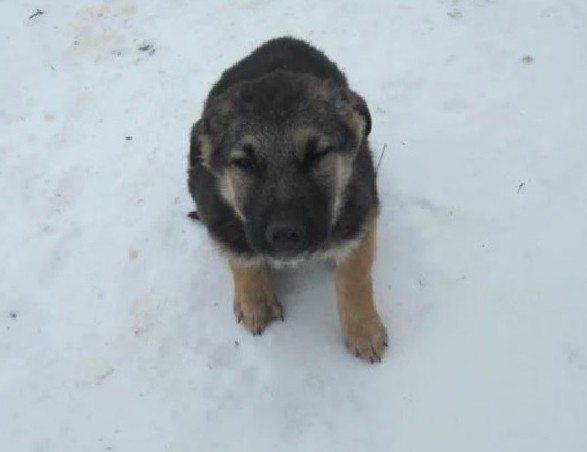 Naming the puppy Zephyr, Natalia found a...