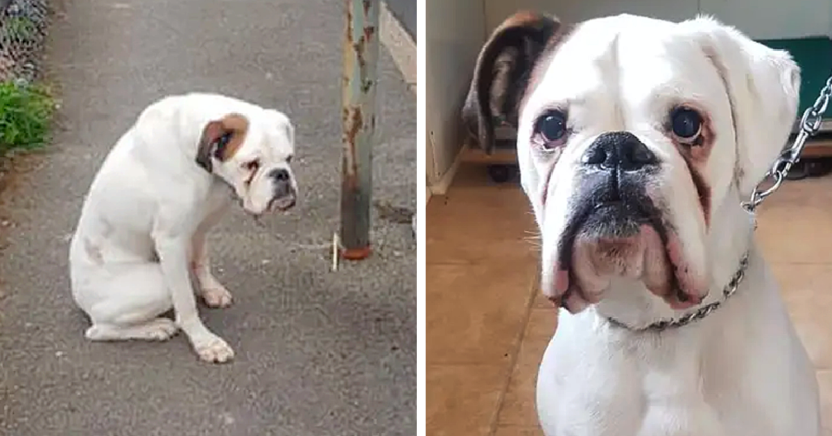 This abandoned dog, seemingly holding on...