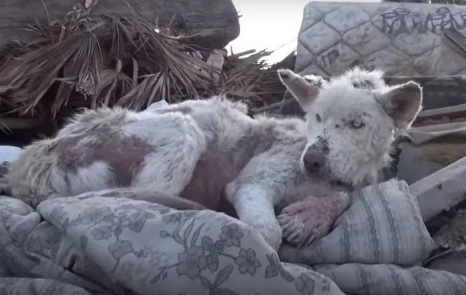 When rescuers approached Miley, offering...