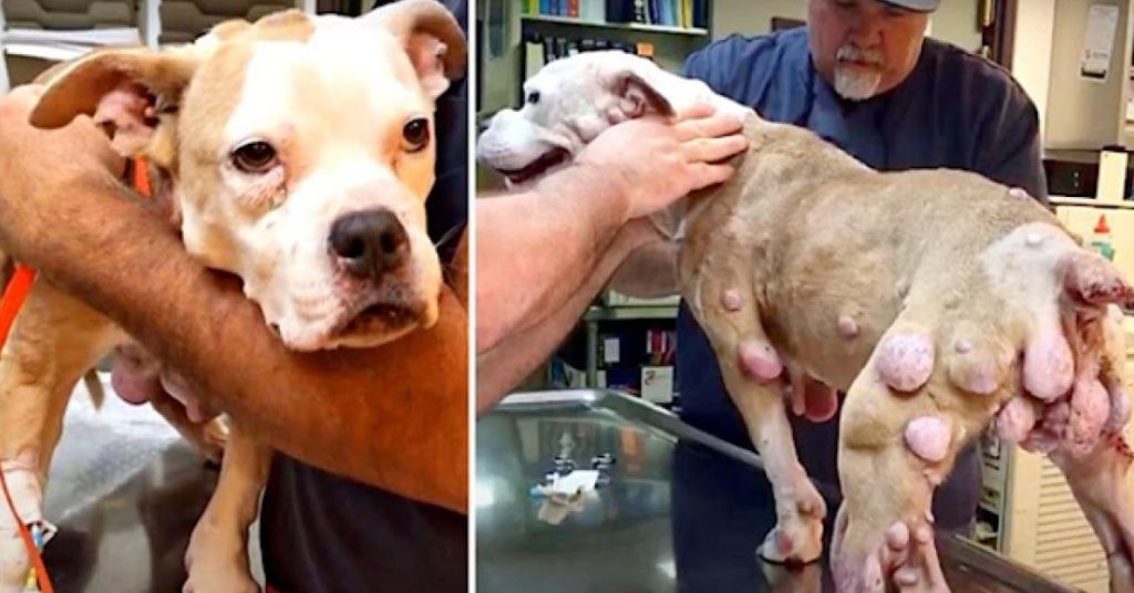 The tumor was so large that it even stop...