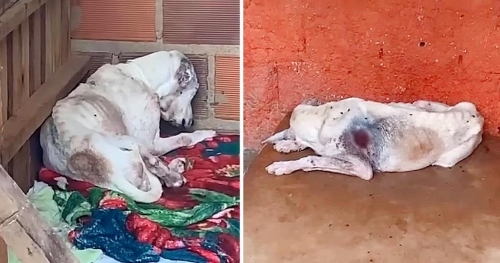 Despite Azulo's condition, the volunteer...