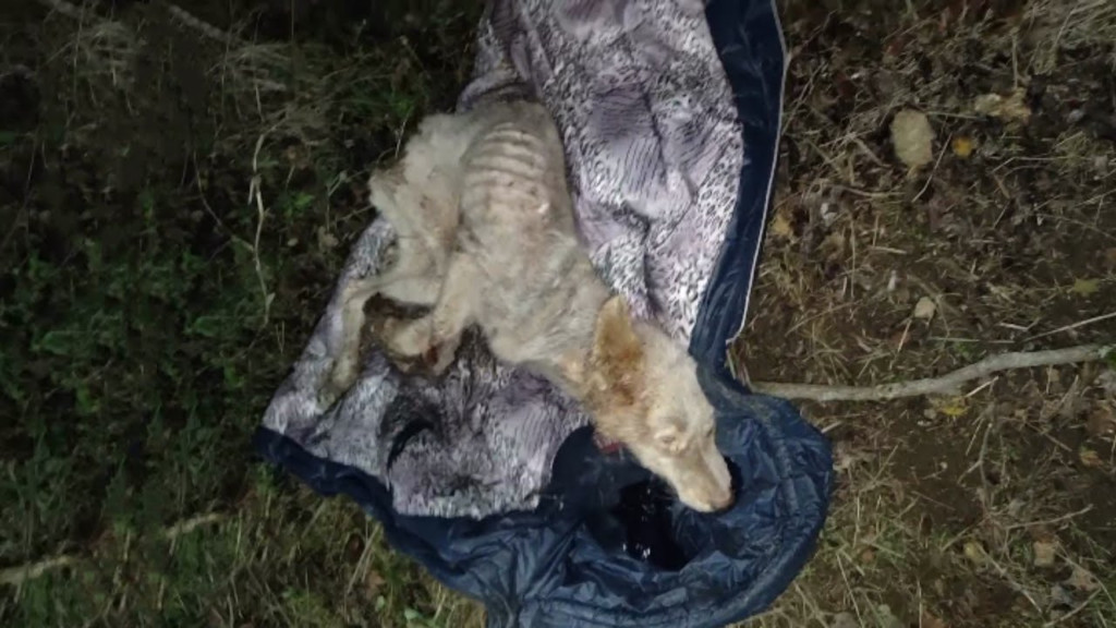 The veterinary clinic became a haven for...