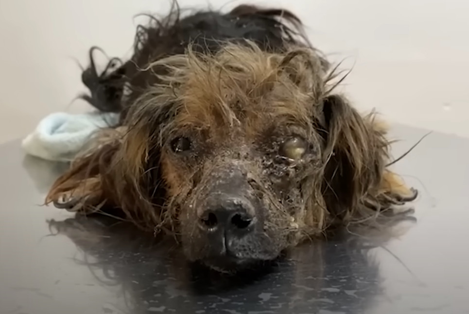 Fortunately, a dedicated group of rescue...