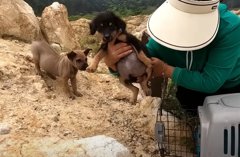 Day by day, the puppies grew accustomed ...