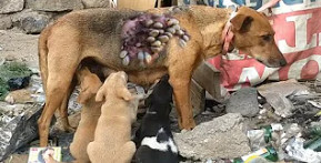 After being rescued, this determined dog...