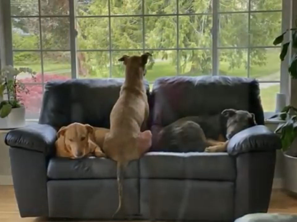 Extra image from article