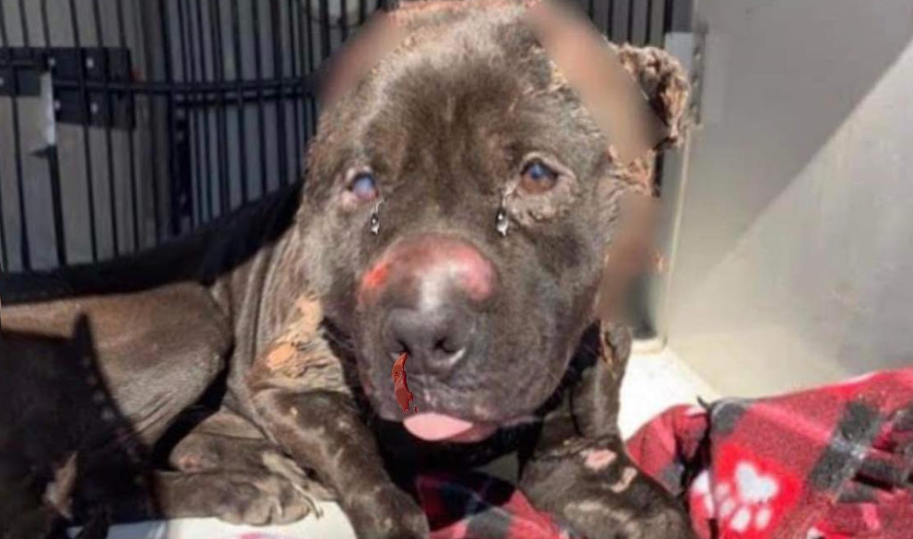 Day after day, the ordeal continued. The...