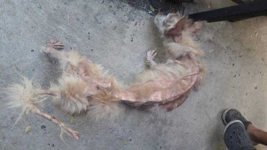 The owner defended their appalling treat...