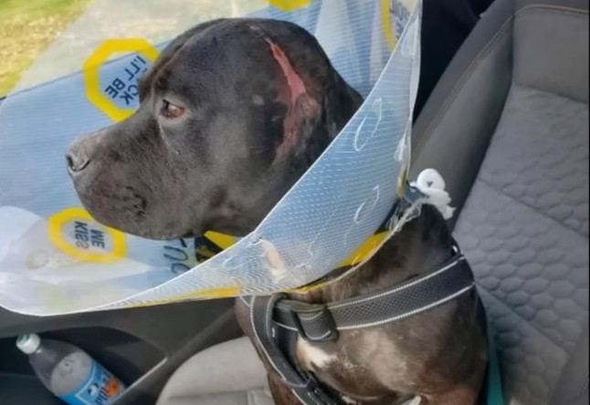 This story highlights both the cruelty p...