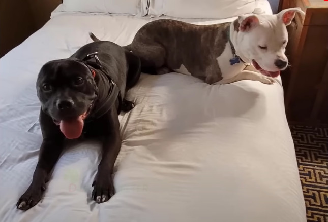 Extra image from article