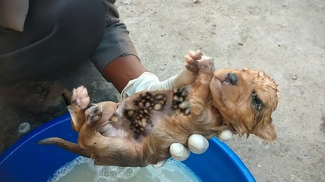 Our task of removing each tick was metic...