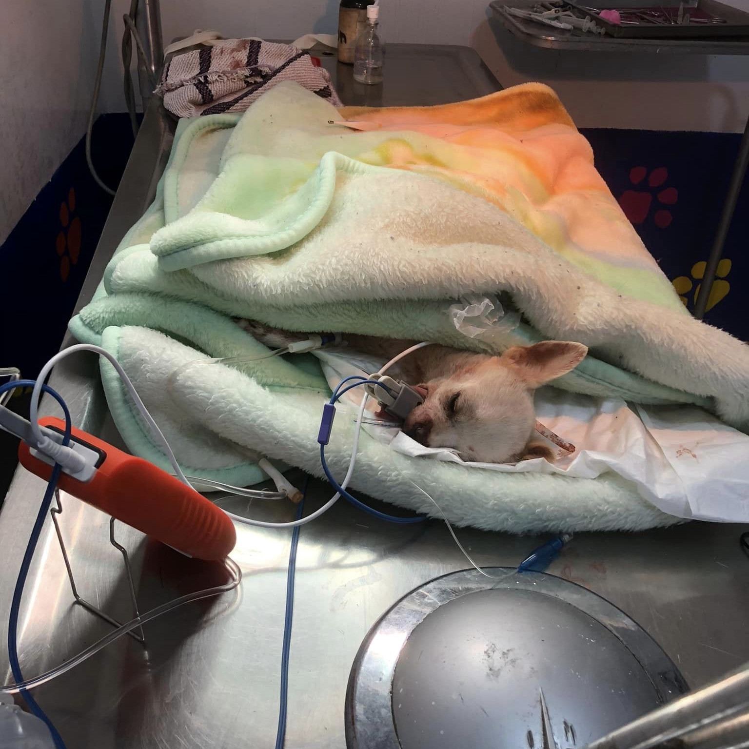 The Bigger Dogs Bullied Him and Left Him to Starve. His Unbelievable Response Wasn't to Fight Back—It Was to Share.