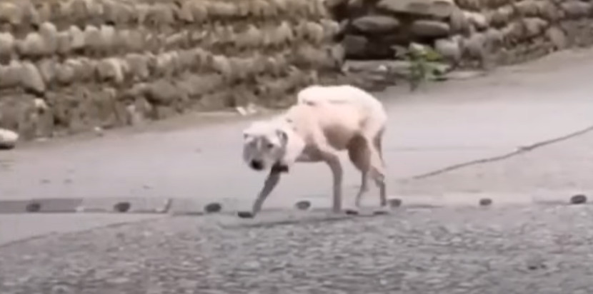 Over time, the dog underwent a truly rem...