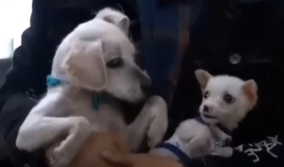 Extra image from article