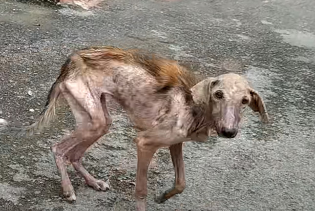Her former owner had abandoned her, leav...