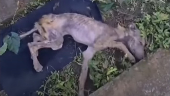In the ensuing days, this tiny canine fo...