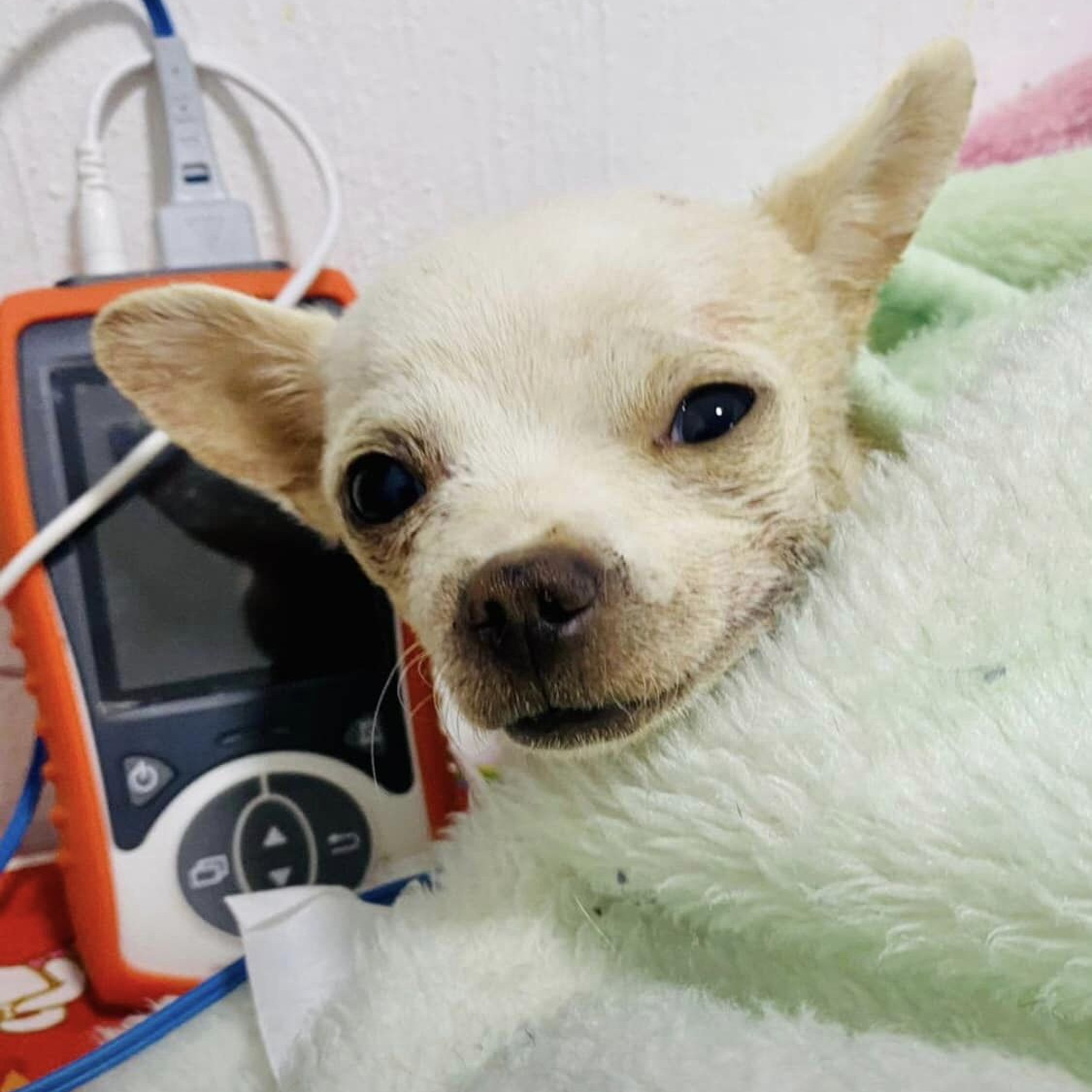 The Bigger Dogs Bullied Him and Left Him to Starve. His Unbelievable Response Wasn't to Fight Back—It Was to Share.