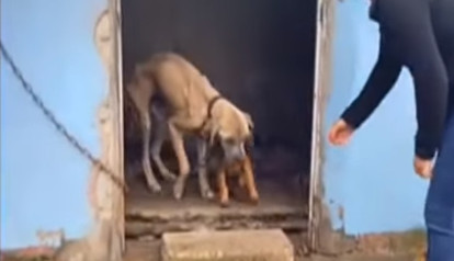 Witnessing their bond served as a powerf...