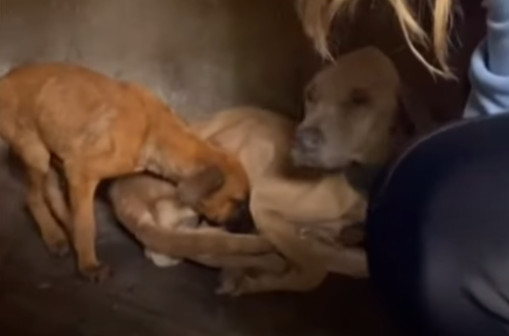 Extra image from article