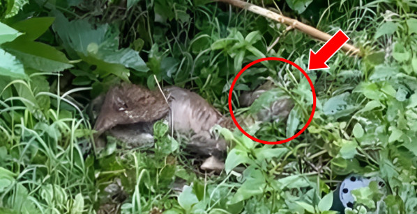Once cared for, this dog was now a victi...