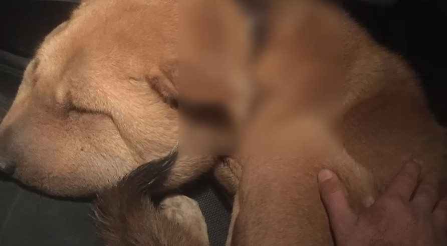 Vana's adorable puppy face was disfigure...