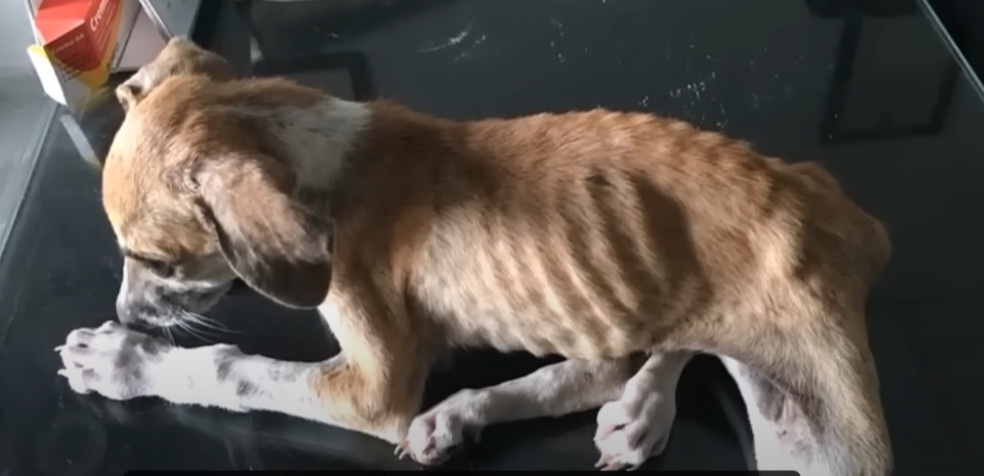 Moved to stop this cycle of cruelty, we ...