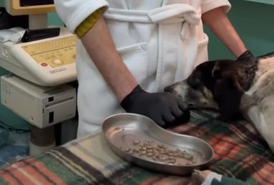 This sweet and resilient dog serves as a...