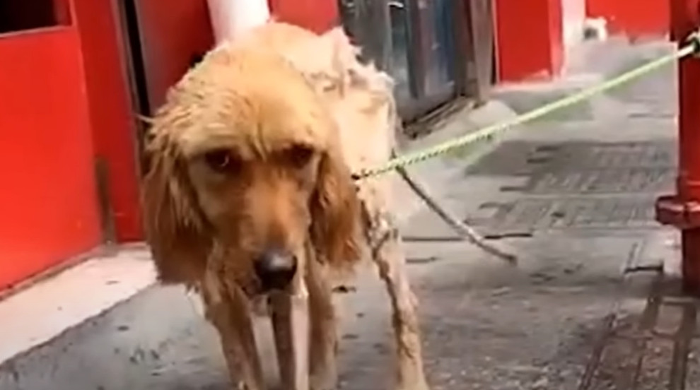 The sight was heart-wrenching, as this d...