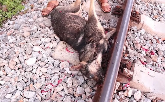 Deeply moved, the rescuers gently collec...