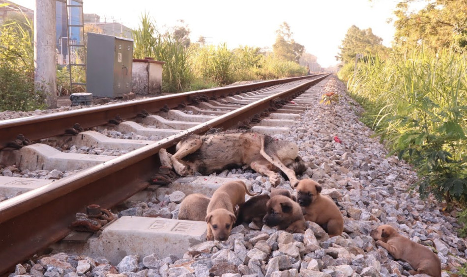 With no shelter to call home, the puppie...
