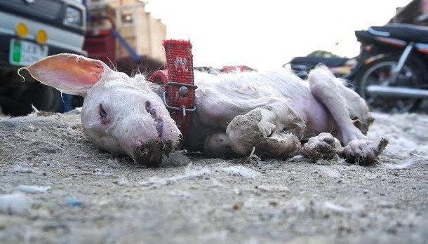 A concerned passerby alerted a rescue te...