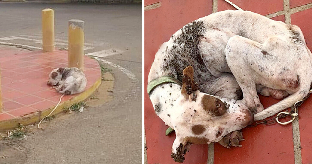 The narrative begins in the shadows of n...