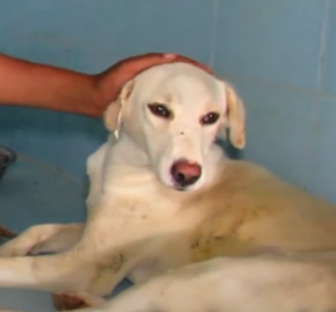 Extra image from article