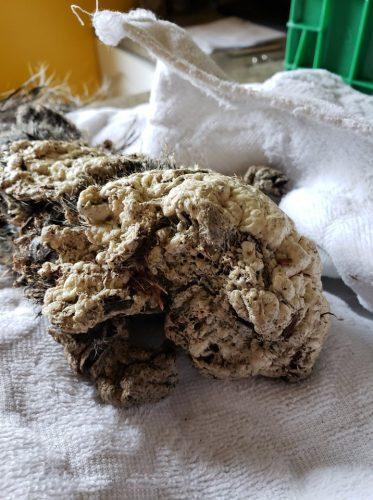 Extra image from article