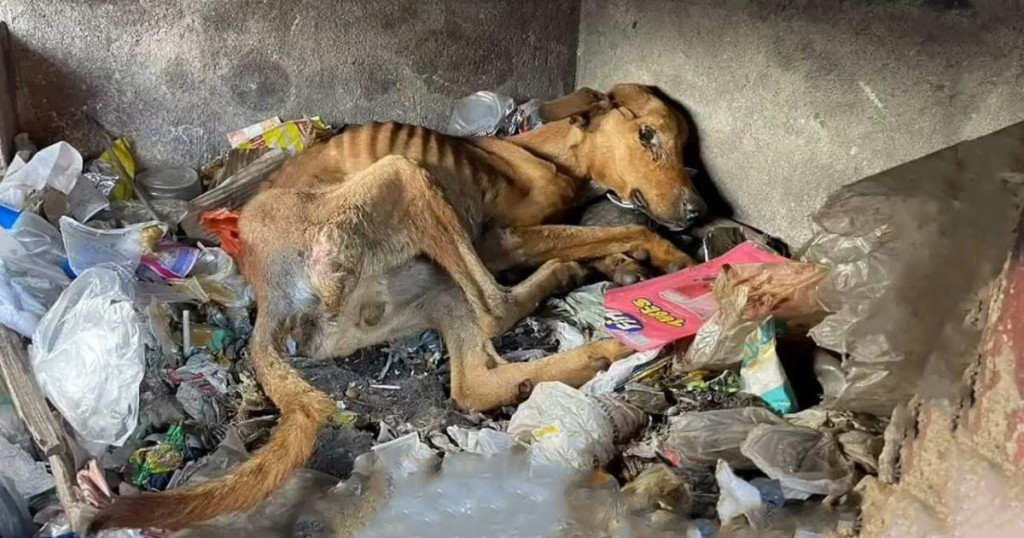 In Greece, an alarming number of dogs, e...
