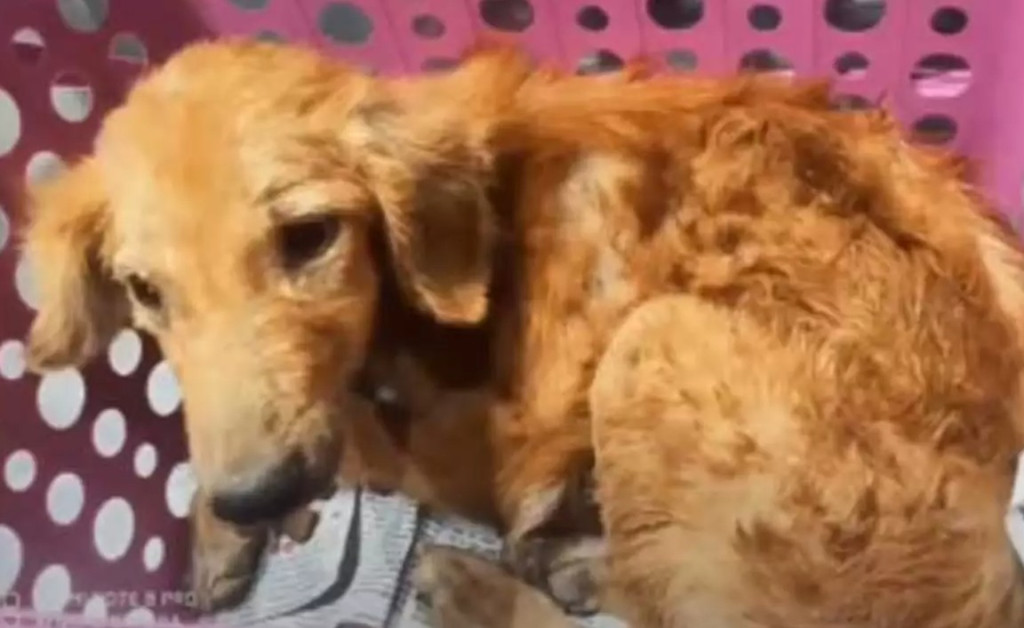 Extra image from article