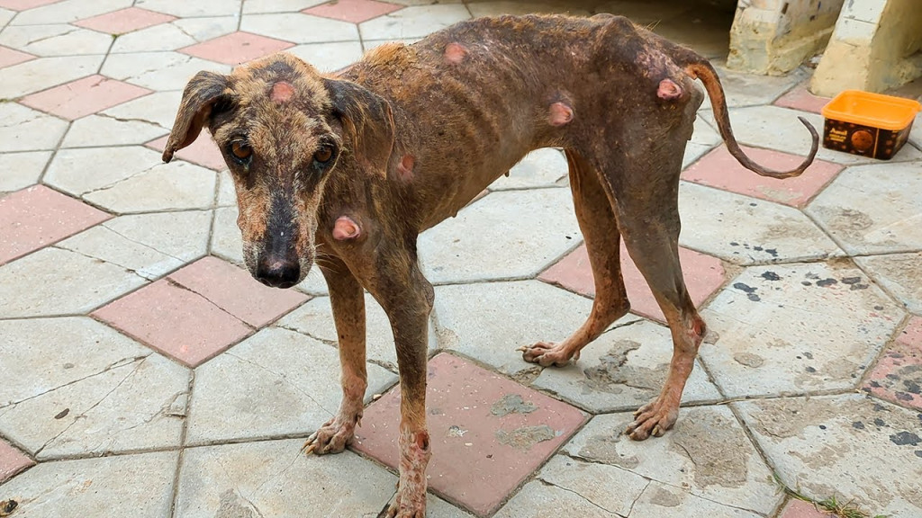 When discovered, the dog's fur was in te...