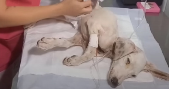 As Ricky regained his health, snippets o...