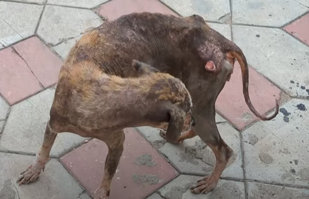 Extra image from article