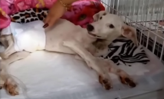 Extra image from article