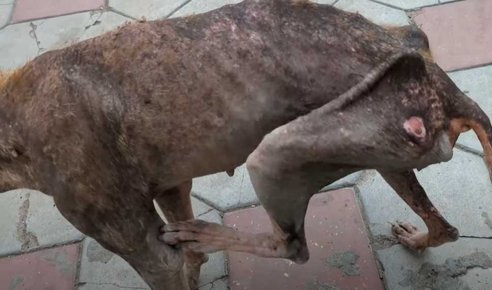 Extra image from article