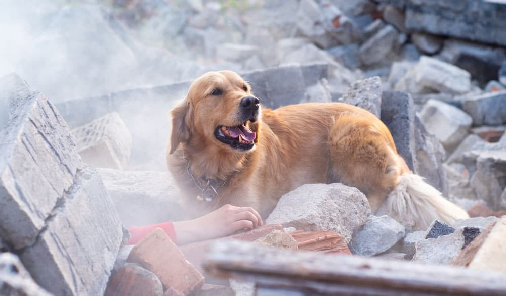 The image depicted a determined dog with...