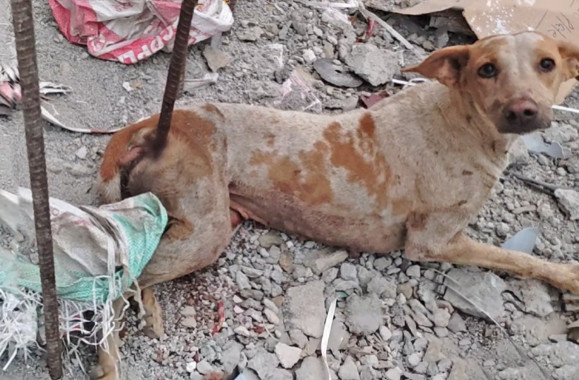 When rescuers found the dog, they were s...